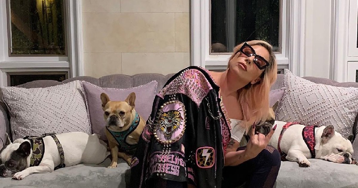 Lady Gaga offre une grosse récompense à celui qui l’aidera à retrouver ses chiens