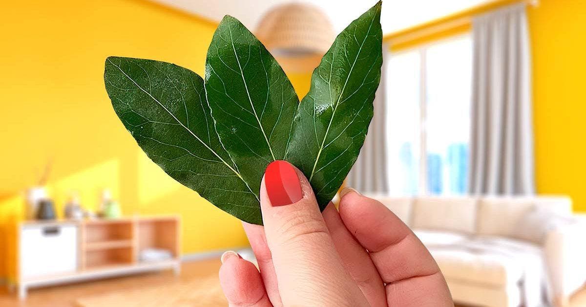 Parfumer la maison et éliminer toutes les mauvaises odeurs : 3 feuilles de cette plante suffisent