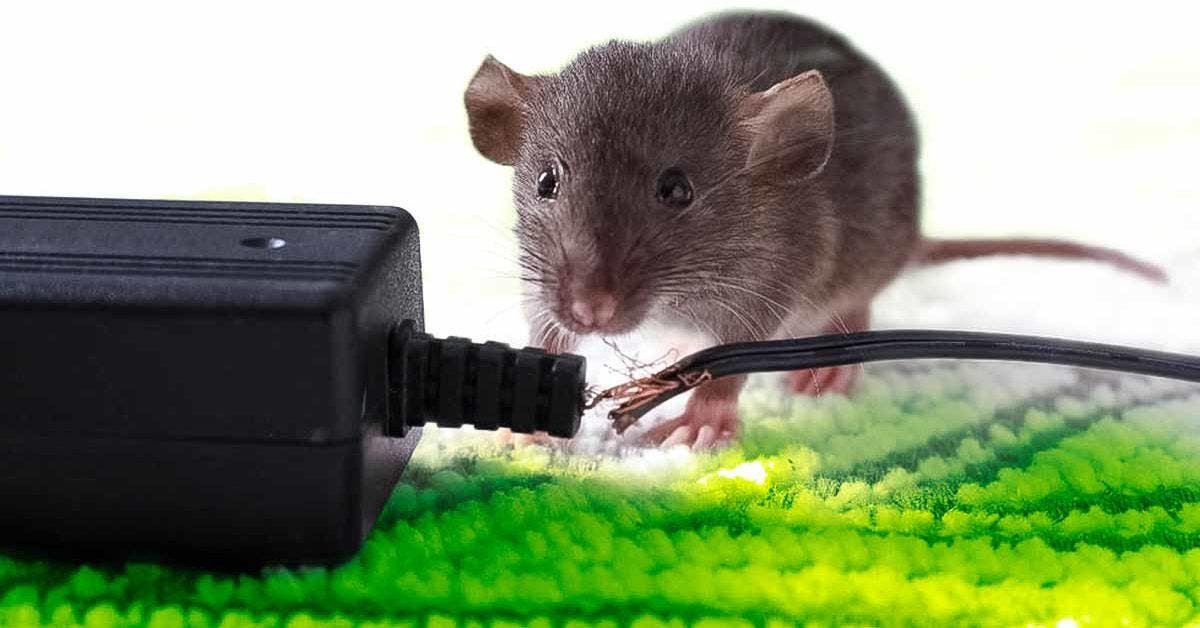 Débarrassez-vous des souris pour de bon grâce à une astuce naturelle. Vous ne les reverrez plus