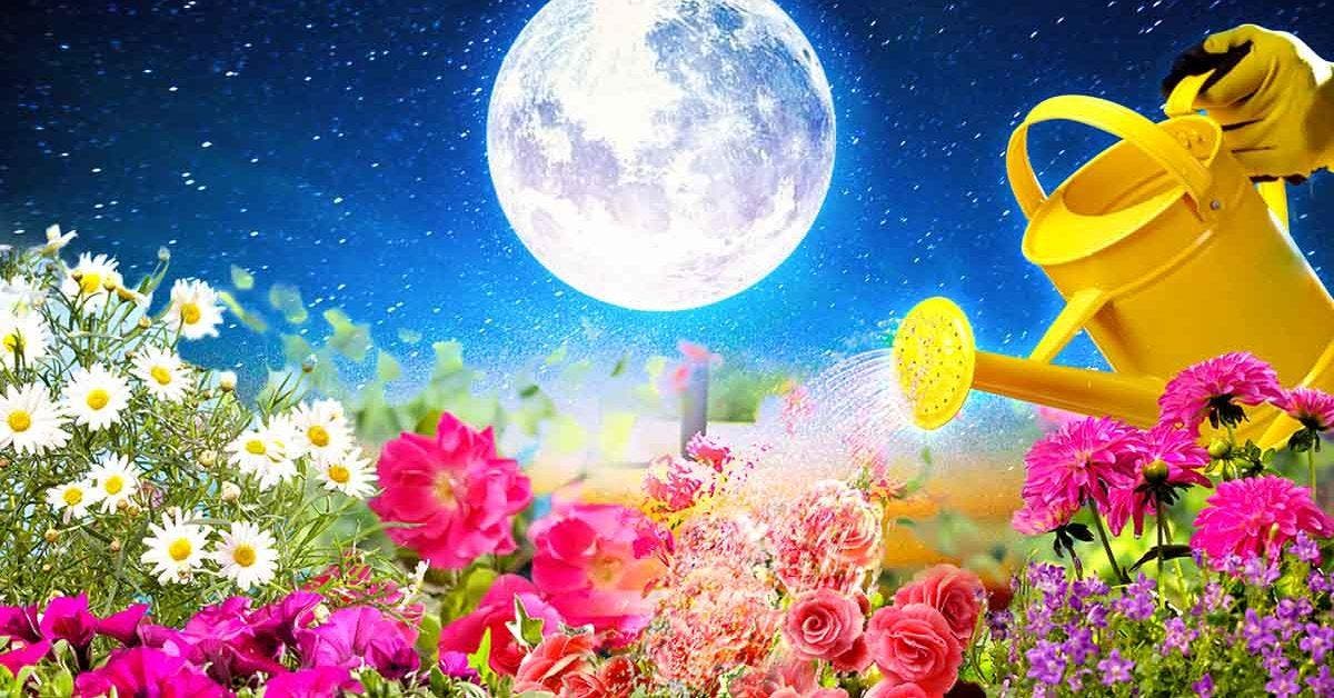 Jardiner avec la lune : le calendrier lunaire de février 2023