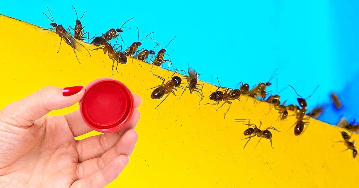 L’astuce de génie pour se débarrasser des fourmis à la maison : elles ne reviendront plus
