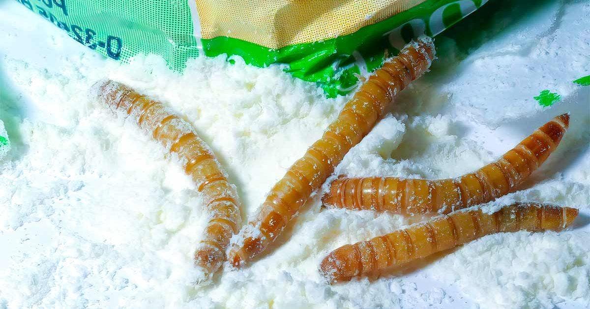 Les insectes ne toucheront plus la farine si vous la stockez de cette façon