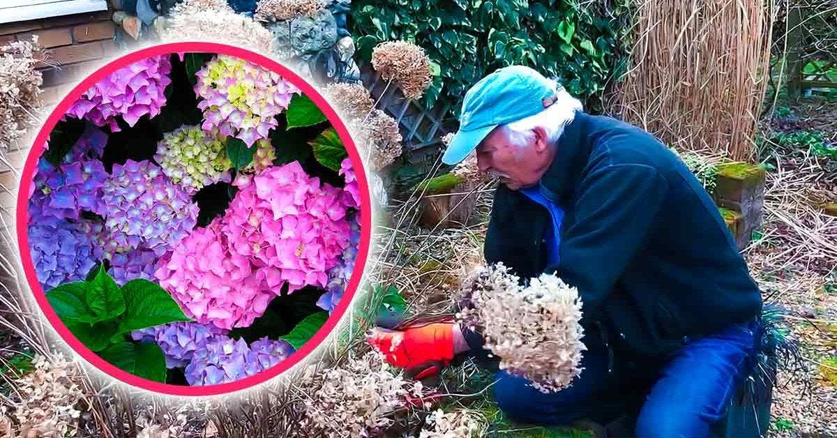 Lorsqu’il fait froid, les jardiniers applique cette astuce pour une floraison spectaculaire des hortensias au printemps