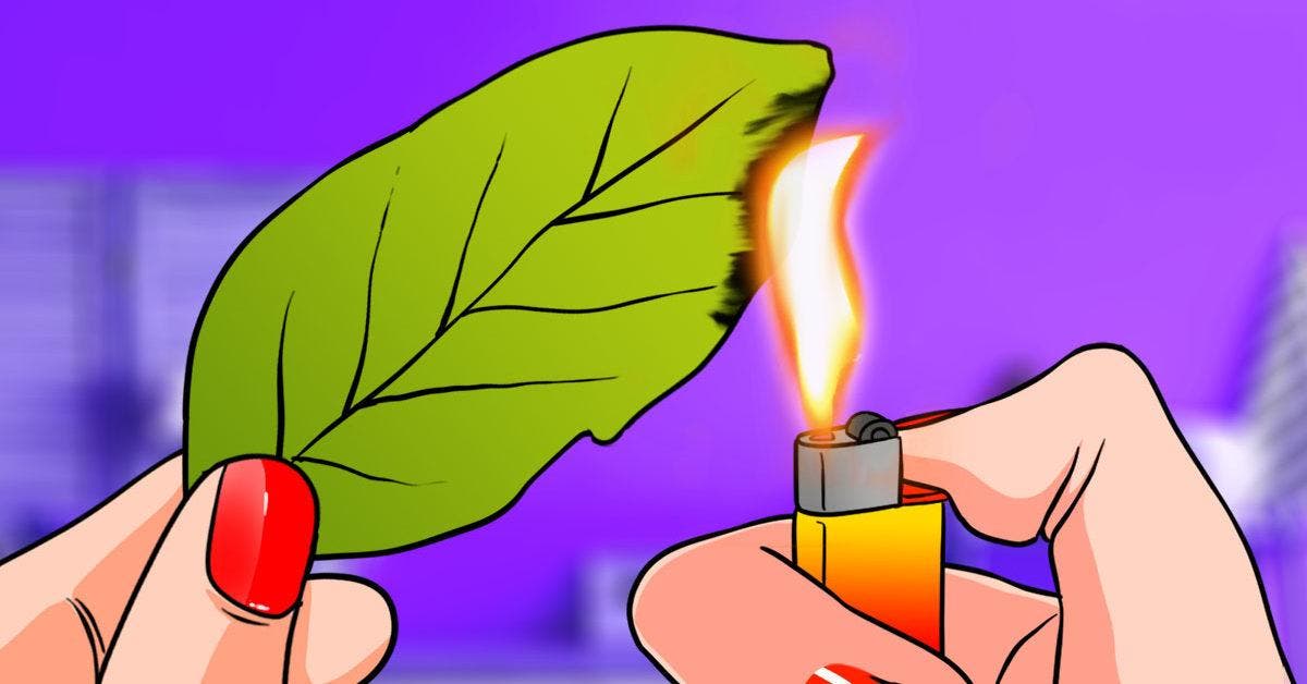 Pourquoi beaucoup de gens brûlent des feuilles de laurier à la maison ? Pour une raison importante