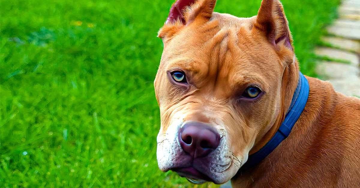 Quelles sont les races de chiens les plus dangereuses pour les humains ?