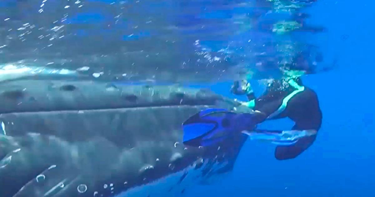 Une baleine à bosse fonçait vers une plongeuse,. Elle a ensuite compris qu’elle essayait de lui sauver la vie