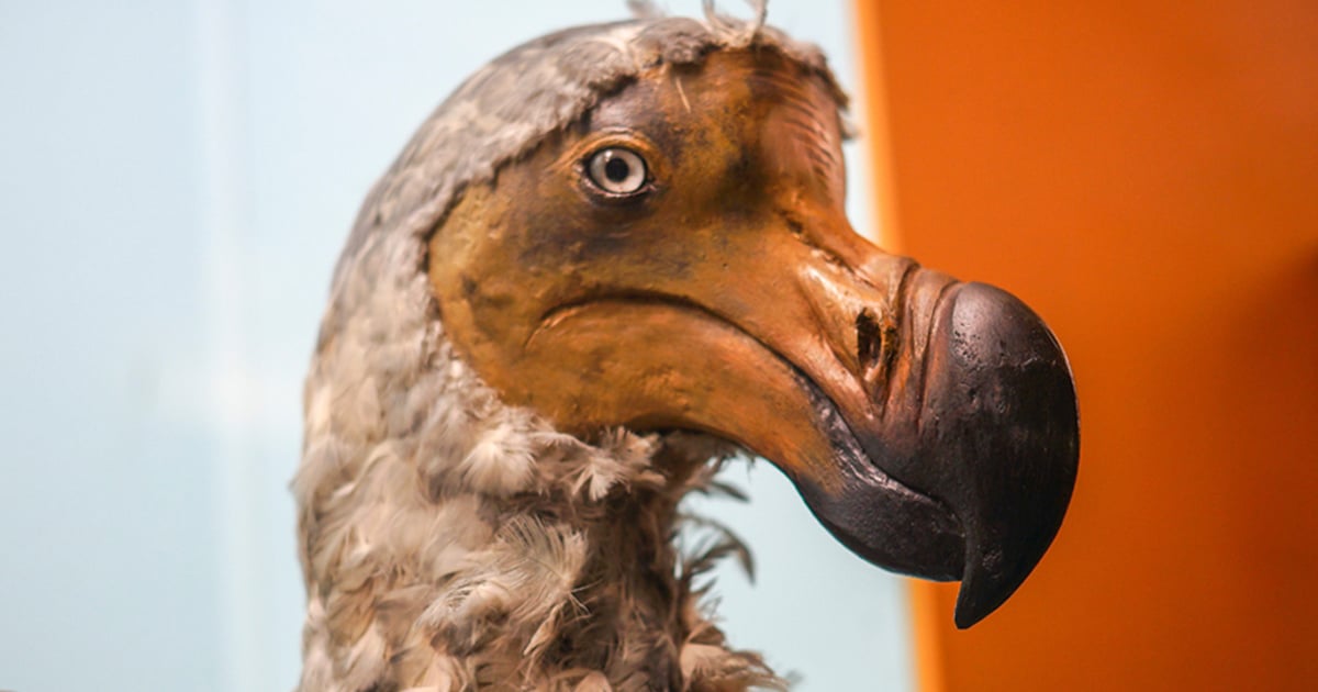 Une entreprise prévoit de ramener à la vie le dodo et le mammouth après avoir réuni 225 millions de dollars