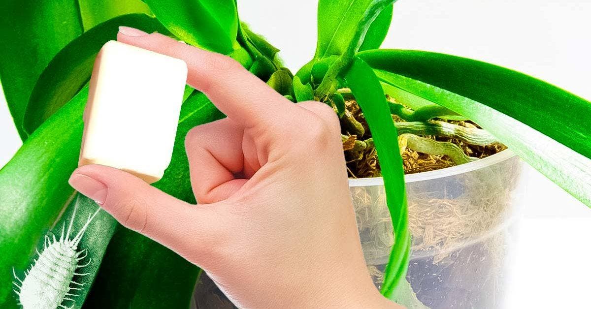 L’astuce magique pour éliminer la cochenille qui attaque vos plantes