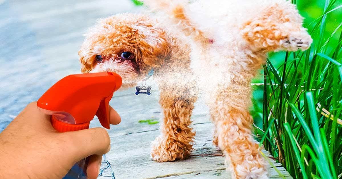 La recette du répulsif naturel pour empêcher les chiens d’uriner devant votre maison