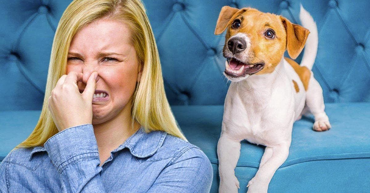 Comment se débarrasser de l’odeur de chien de n’importe où dans votre maison