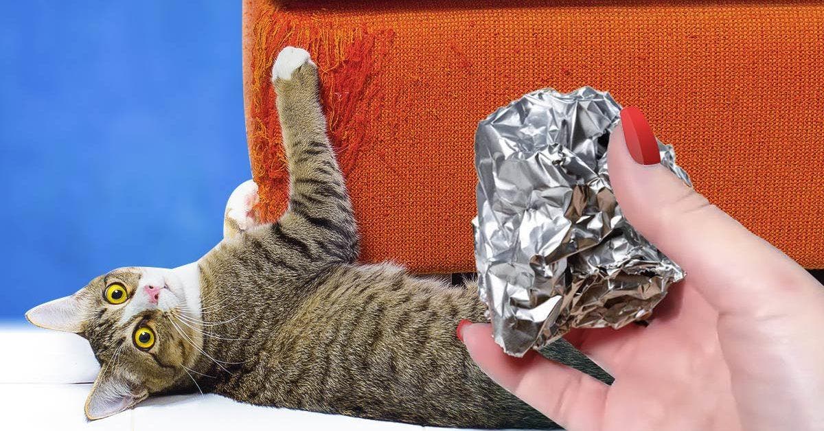 Votre chat ne griffera plus votre canapé grâce à l’astuce du papier aluminium : voici comment l’utiliser