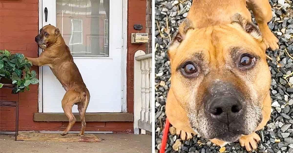 Un chien attend devant une maison pendant des semaines après que sa famille ai déménagé et l’a abandonné