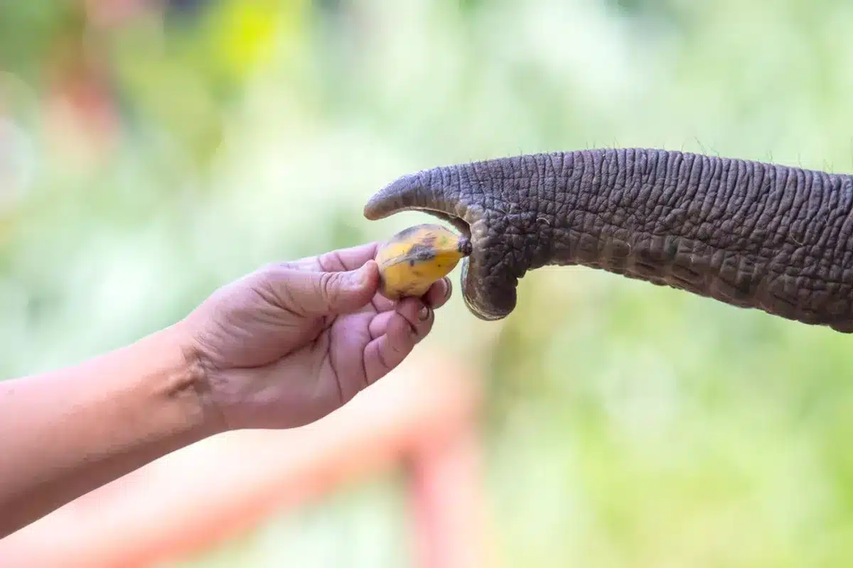 Vidéo : un éléphant épluche des bananes avec sa trompe