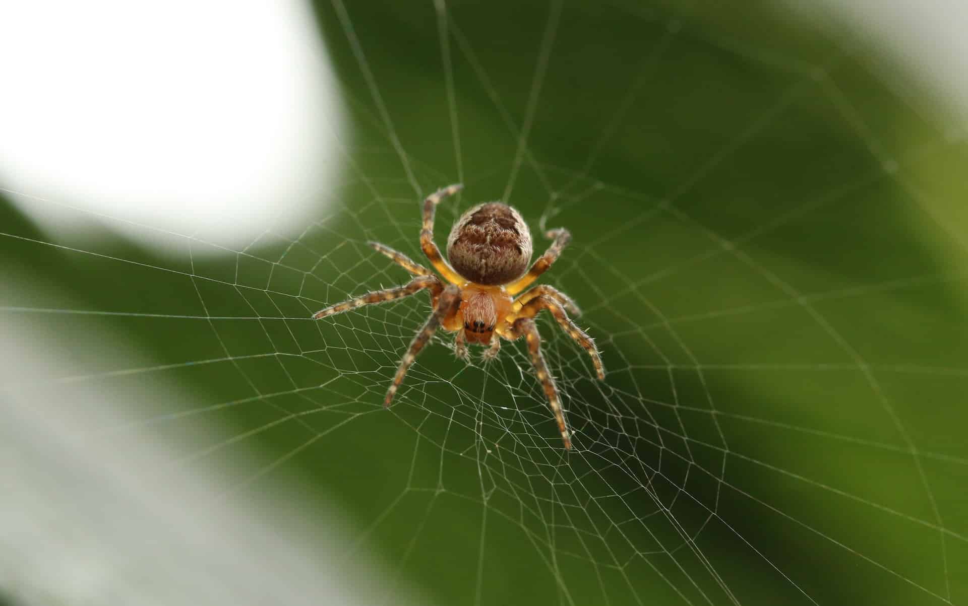Savez-vous pourquoi certaines araignées mangent leurs toiles ?
