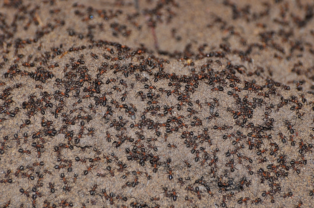 Cette colonie de fourmis a survécu sans nourriture dans un bunker durant des années
