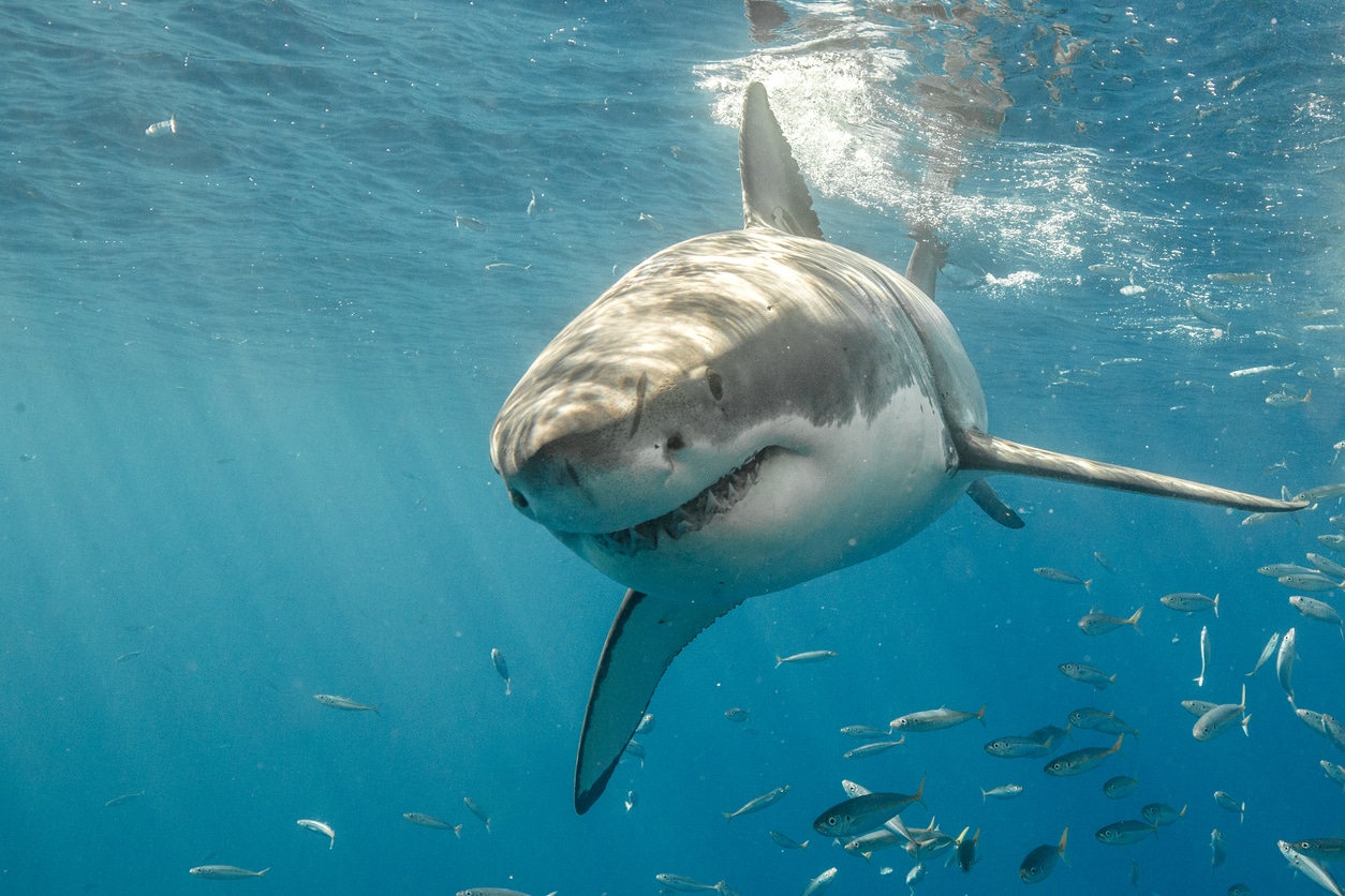 Quelle est la pire attaque de requins de l’histoire ?