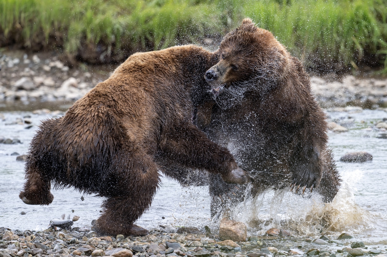 Vidéo : en Alaska, deux grizzlis mâles se livrent une bataille épique