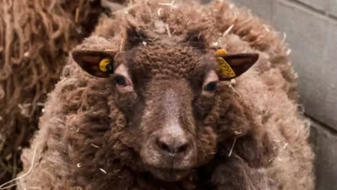 Des moutons et des coqs abandonnés en plein centre-ville de Montréal