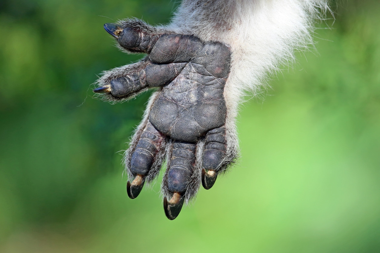 Savez-vous quel non-primate a des empreintes digitales presque identiques aux nôtres ?