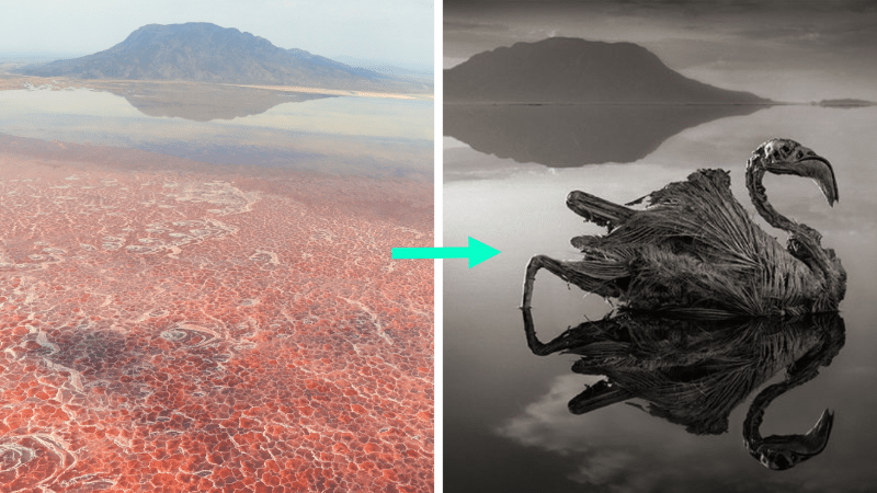 Pourquoi dit-on que les animaux du lac Natron se transforment en pierre ?